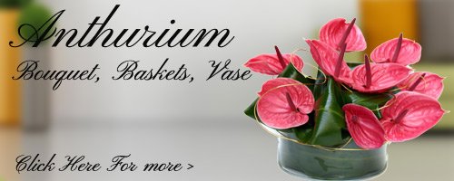 Anthurium Flowers to Bareilly