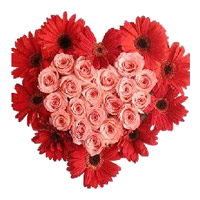 Roses to India