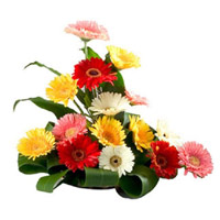 Send Flowers to India : Mixed Gerbera