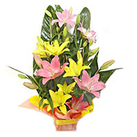 Lilies India