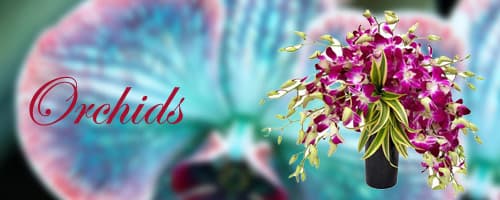 Flowers to India